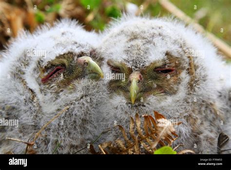 Tawny owl strix aluco chicks hi-res stock photography and images - Alamy