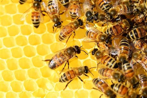 Abejas En El Trabajo Rompecabezas En L Nea