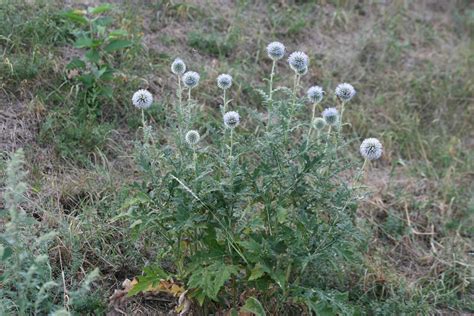 Echinops Exaltatus