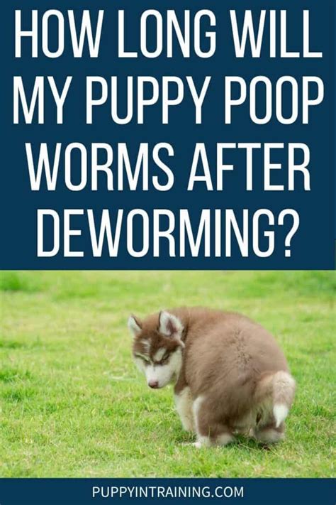 How Long Will My Puppy Poop Worms After Deworming? - Puppy In Training