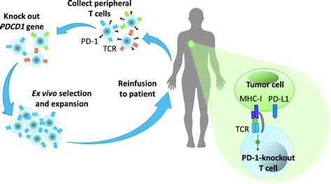 Applications Of Crisprcas9 Technology In Translational Research On