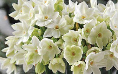 Paperwhite Narcissus | Growing Bulbs Indoors | Heyden's Gardens