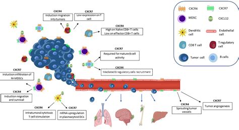 Frontiers Cxcr4 And Cxcr7 Signaling Pathways A Focus On The Cross