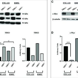 Effect Of SiRNA Gene Silencing On Caspase 3 Cleavage Through Western