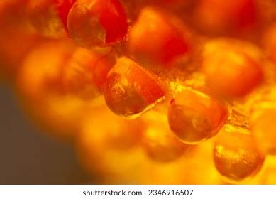 Alien Pod Images Stock Photos D Objects Vectors Shutterstock