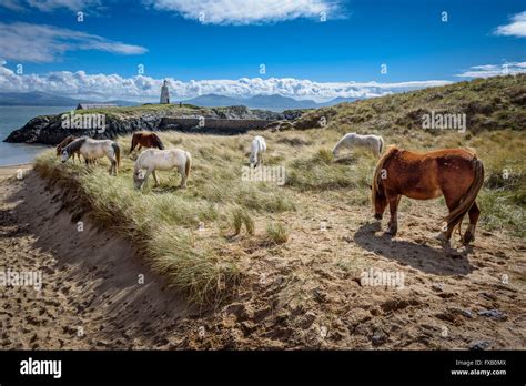 Wild Horses Grazing On Llanddwyn Island A Peninsula On Anglesey