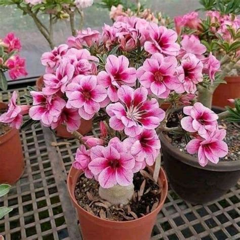 Jual Kemboja Jepang Adenium Bunga Tumpuk Kamboja Jepang Beli Free