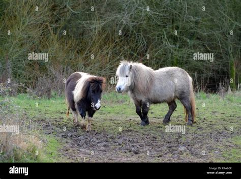 Shetland pony winter Fotos und Bildmaterial in hoher Auflösung Alamy