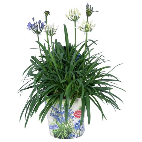 Nolina Agapanthus Ø 19 cm Summer LoveTM Duo AGAPANBLWH19 FloraXchange