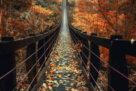 nature, Photography, Landscape, Fall, Bridge, Wooden surface, Leaves, Forest, Red, Trees, Taiwan ...