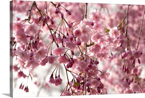 Weeping Higan Cherry Prunus Subhirtella In Bloom Providence Rhode