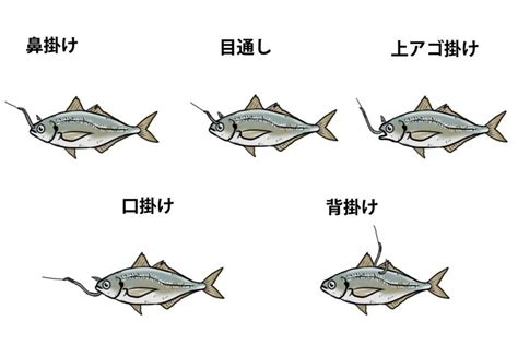 生き餌のつけ方（泳がせ釣り） 釣りの教科書