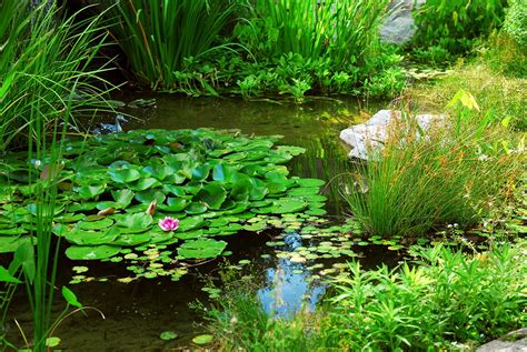 Teich Wasserpflanzen Kaufen Wasserpflanzen Freunde De