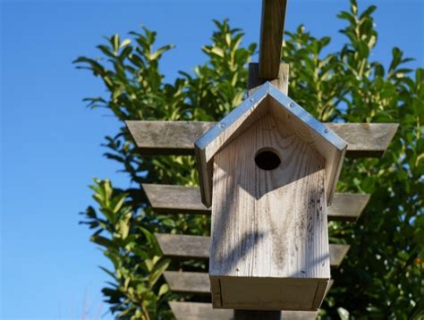 Comment empêcher les oiseaux de manger les cerises