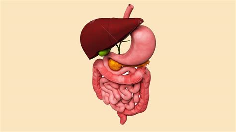 Detail Gambar Sistem Pencernaan Manusia Tanpa Keterangan Koleksi Nomer 30