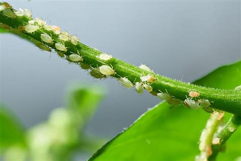 8 Common Cucumber Pests To Watch Out For