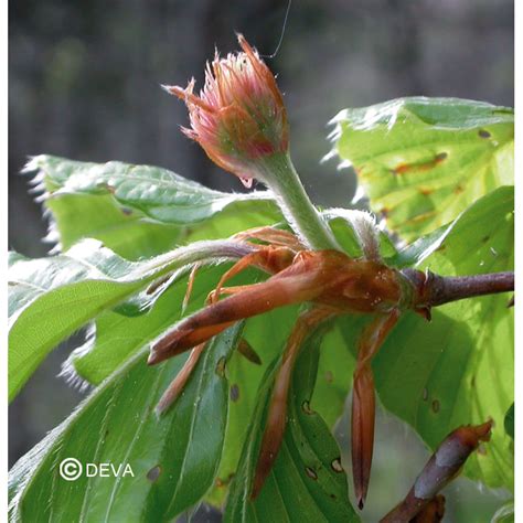 Fleur De Bach H Tre Beech Bio Laboratoire Deva