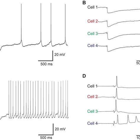 Three Different Extracellular Recordings Show Well Isolated Single Unit Download Scientific