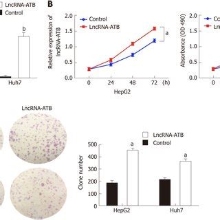 Overexpression Of Lncrna Atb Promotes The Proliferation Of