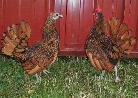 Golden Sebright Bantams Bantam Chicks Cackle Hatchery®