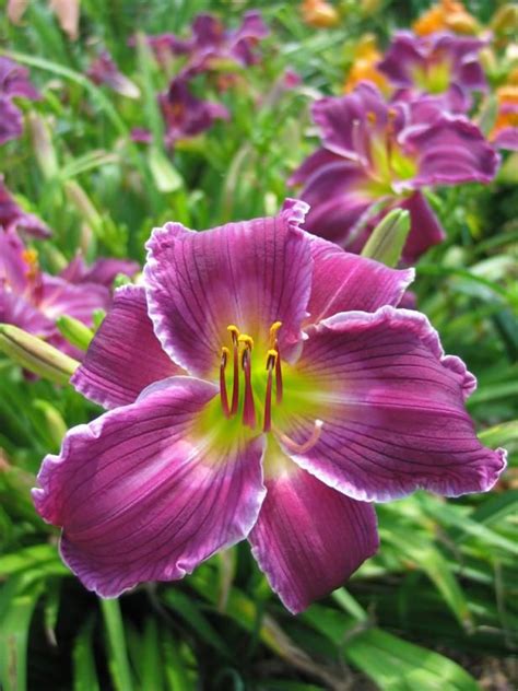 Discover 70 Different Daylily Varieties | Day lilies, Daylilies ...