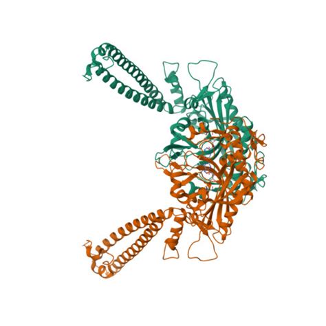 Rcsb Pdb L Crystal Structure Of The Human Seryl Trna Synthetase