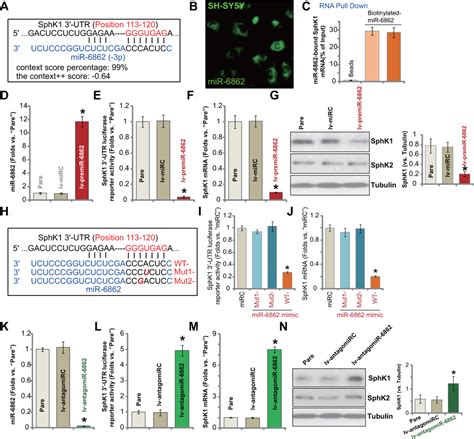 Microrna Inhibition Elevates Sphingosine Kinase And Protects