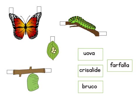 Il Ciclo Vitale Della Farfalla In D Il Blog Di Mamma E Casalinga