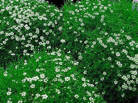 Irish Moss 50 Seeds - Sagina - Perennial - Hirt's Gardens