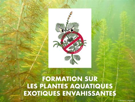 Formation Sur Les Plantes Aquatiques Exotiques Envahissantes La Minerve