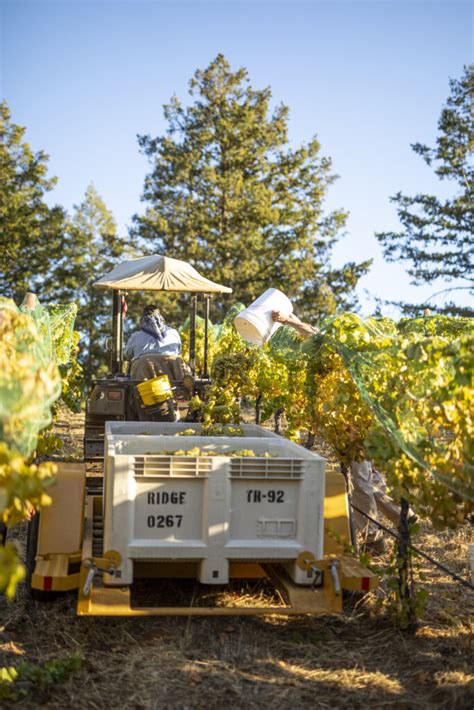 2023 Harvest Report Monte Bello Ridge Vineyards