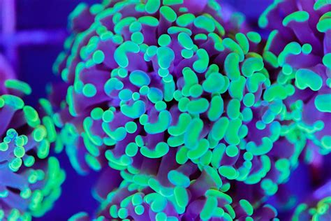 Branching Hammer Coral Frag Box Corals