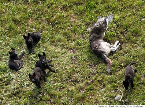 wolf attack  tragic cautionary tale