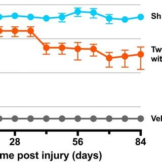 Iba Immunoreactivity Green In The L Spinal Cord Segment Of A Rat