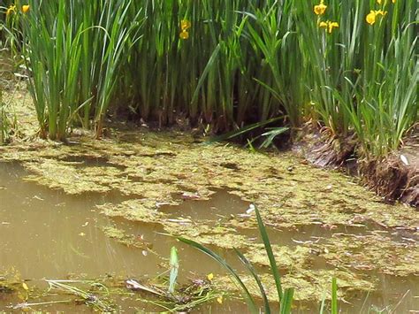 Pond Weed & Plant Identification Guide - Hydrosphere Water Gardens