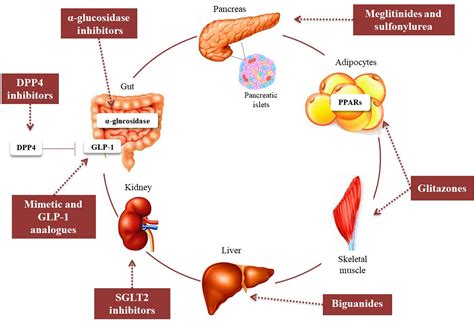 Bonus Effects Of Antidiabetic Drugs Possible Beneficial Effects On