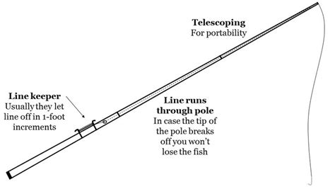 cane pole anatomy | Crappie, Pole, Fish