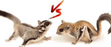 Flying Squirrel Vs Sugar Glider Major Differences