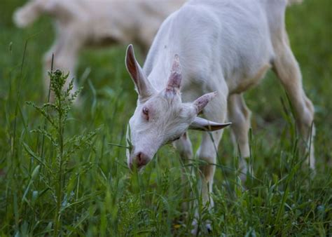 Saanen Goat: Characteristics, Health & Feeding - The Happy Chicken Coop