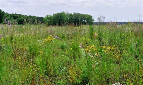 What Is A Wetland The Wetlands Initiative