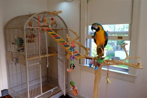 Bird Cages: Blue & Gold Macaw Cage Setup | Discount Parrot Supplies