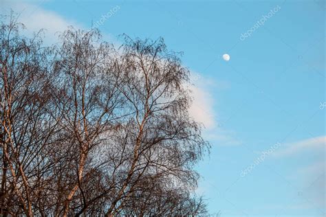 Rbol Desnudo En El Jard N Bernardinai Sodas Bernardinu Con Nubes Y