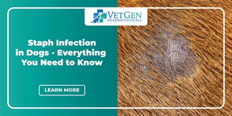 Staph Infection in Dogs - Everything You Need to Know