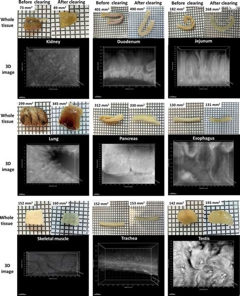 Whole Tissue Clearing And Imaging Of Partridge Tissues Using Fast Free