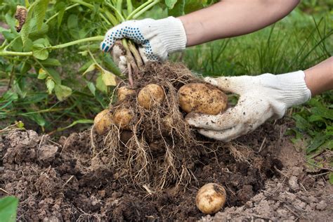 Kartoffeln Anbauen Sorten Pflanzung Ernte