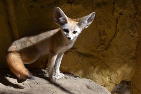 Fennec Fox Pet: Do They Make Good Pets? (Care & Needs)