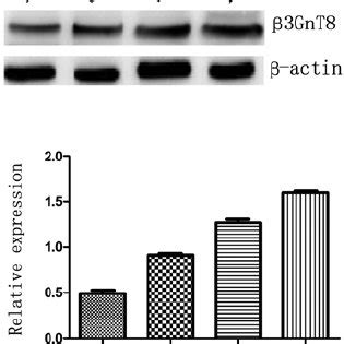 Western blot analysis of β 3GnT8 expression in the four colorectal