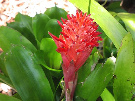 Filebromeliad05 Wikimedia Commons