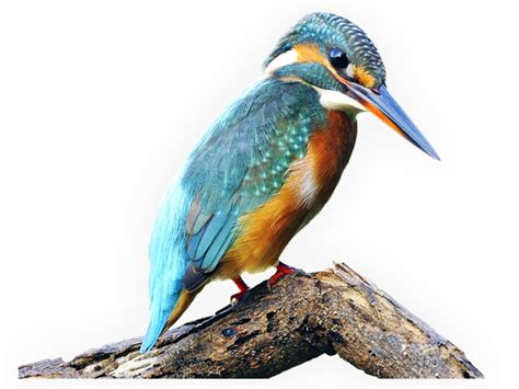 Kingfisher Bird Png Transparent Images Png All