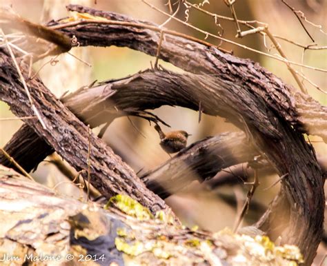 Winter Wren Castlewood State Park Castlewood Mo St Louis Flickr